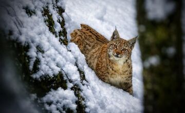FOTO:  Počuli ste zvláštne zvuky v horách? Pravdepodobne ide o rysiu ruju