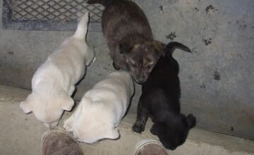 FOTO: Občianske združenie pomáha psíkom v Prešovskom kraji, potrebuje vašu pomoc