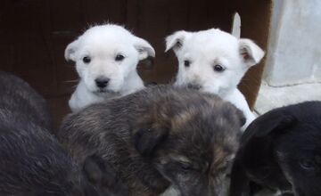 FOTO: Občianske združenie pomáha psíkom v Prešovskom kraji, potrebuje vašu pomoc
