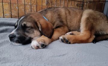 FOTO: Občianske združenie pomáha psíkom v Prešovskom kraji, potrebuje vašu pomoc
