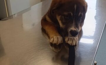 FOTO: Občianske združenie pomáha psíkom v Prešovskom kraji, potrebuje vašu pomoc