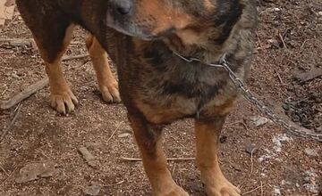 FOTO: Občianske združenie pomáha psíkom v Prešovskom kraji, potrebuje vašu pomoc