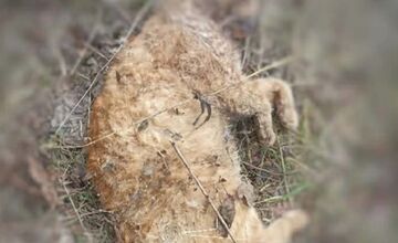 FOTO: Občianske združenie upozorňuje na uhynuté mačky na Šalgovíku