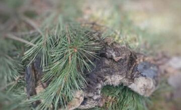 FOTO: Občianske združenie upozorňuje na uhynuté mačky na Šalgovíku