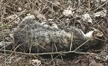 FOTO: Občianske združenie upozorňuje na uhynuté mačky na Šalgovíku