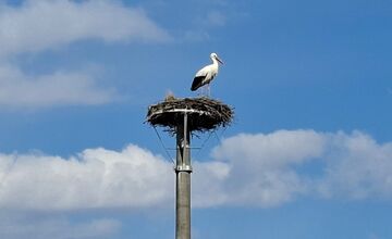 FOTO: Obľúbený bocian Hugo sa už ukázal aj v Kežmarku