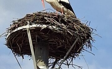 FOTO: Obľúbený bocian Hugo sa už ukázal aj v Kežmarku