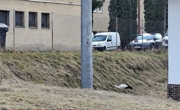 FOTO: Obľúbený bocian Hugo sa už ukázal aj v Kežmarku