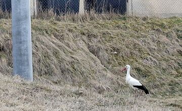 FOTO: Obľúbený bocian Hugo sa už ukázal aj v Kežmarku