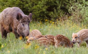 FOTO: V Tatrách sa rodia diviačatá, pozor na ich mamy