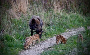 FOTO: V Tatrách sa rodia diviačatá, pozor na ich mamy