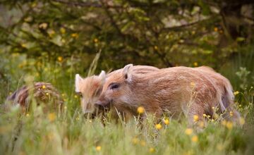 FOTO: V Tatrách sa rodia diviačatá, pozor na ich mamy