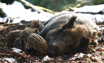FOTO: V Tatrách sa rodia diviačatá, pozor na ich mamy