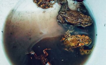 FOTO: V tomto období začínajú žaby svoju púť za rozmnožovaním