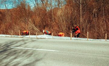 FOTO: V tomto období začínajú žaby svoju púť za rozmnožovaním
