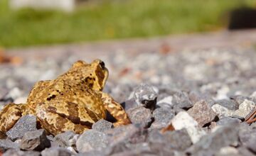 FOTO: V tomto období začínajú žaby svoju púť za rozmnožovaním