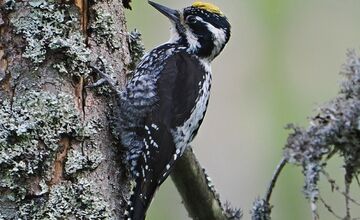 FOTO: Keď les bubnuje, ďatle si takto posielajú správy