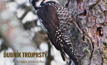 FOTO: Keď les bubnuje, ďatle si takto posielajú správy