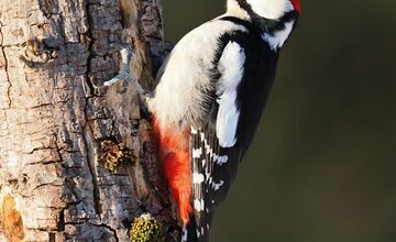 FOTO: Keď les bubnuje, ďatle si takto posielajú správy