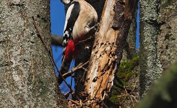 FOTO: Keď les bubnuje, ďatle si takto posielajú správy