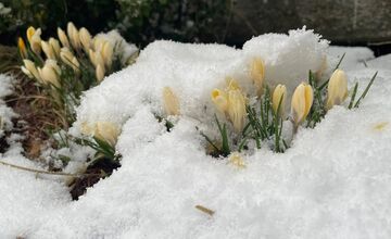 VIDEO: Vo viacerých oblastiach Prešovského kraja od rána sneží