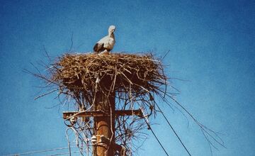 FOTO: Bociany prekvapili skorým návratom, hniezda už boli pripravené