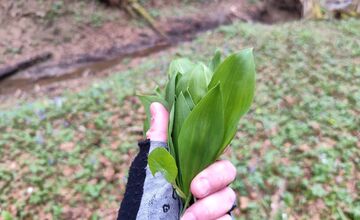 FOTO: Sezóna medvedieho cesnaku začína aj v Prešovskom kraji