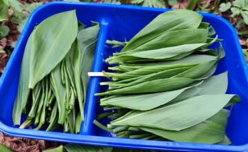 FOTO: Sezóna medvedieho cesnaku začína aj v Prešovskom kraji