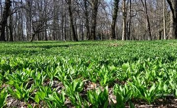 FOTO: Sezóna medvedieho cesnaku začína aj v Prešovskom kraji