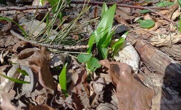 FOTO: Sezóna medvedieho cesnaku začína aj v Prešovskom kraji