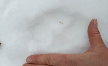 FOTO: Rys mizne z Malej Fatry, stopy miznú aj po vlkoch, upozorňujú ochranári