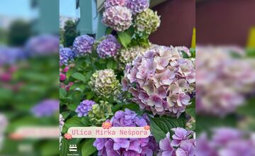 FOTO: Prešov hľadá najkrajšiu predzáhradku, hrá sa o peniaze