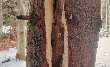 FOTO: Videli ste tie zvláštne diery v stromoch? Toto ich robí