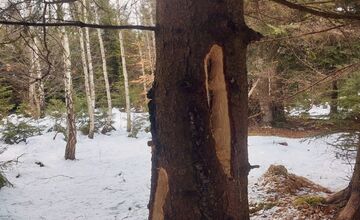 FOTO: Videli ste tie zvláštne diery v stromoch? Toto ich robí