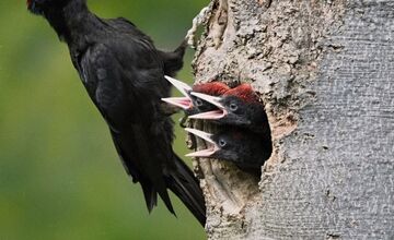 FOTO: Videli ste tie zvláštne diery v stromoch? Toto ich robí