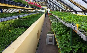 FOTO: Humenné rozkvitne, 70-tisíc kvetín už čaká na nových majiteľov