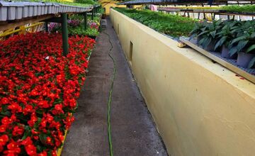FOTO: Humenné rozkvitne, 70-tisíc kvetín už čaká na nových majiteľov