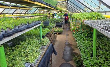 FOTO: Humenné rozkvitne, 70-tisíc kvetín už čaká na nových majiteľov