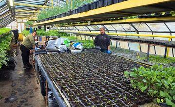 FOTO: Humenné rozkvitne, 70-tisíc kvetín už čaká na nových majiteľov