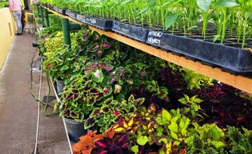 FOTO: Humenné rozkvitne, 70-tisíc kvetín už čaká na nových majiteľov