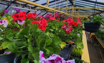 FOTO: Humenné rozkvitne, 70-tisíc kvetín už čaká na nových majiteľov