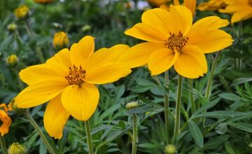 FOTO: Humenné rozkvitne, 70-tisíc kvetín už čaká na nových majiteľov