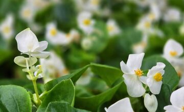 FOTO: Humenné rozkvitne, 70-tisíc kvetín už čaká na nových majiteľov