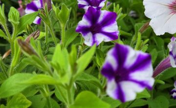 FOTO: Humenné rozkvitne, 70-tisíc kvetín už čaká na nových majiteľov
