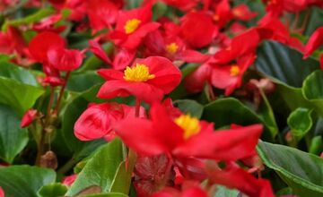 FOTO: Humenné rozkvitne, 70-tisíc kvetín už čaká na nových majiteľov