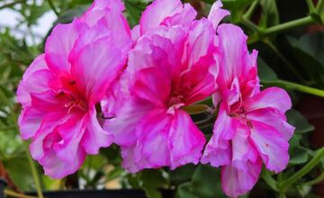 FOTO: Humenné rozkvitne, 70-tisíc kvetín už čaká na nových majiteľov