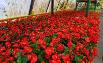 FOTO: Humenné rozkvitne, 70-tisíc kvetín už čaká na nových majiteľov