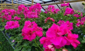 FOTO: Humenné rozkvitne, 70-tisíc kvetín už čaká na nových majiteľov