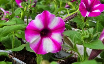 FOTO: Humenné rozkvitne, 70-tisíc kvetín už čaká na nových majiteľov