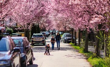FOTO: Gorkého ulica v Prešove opäť pripomína rozprávku